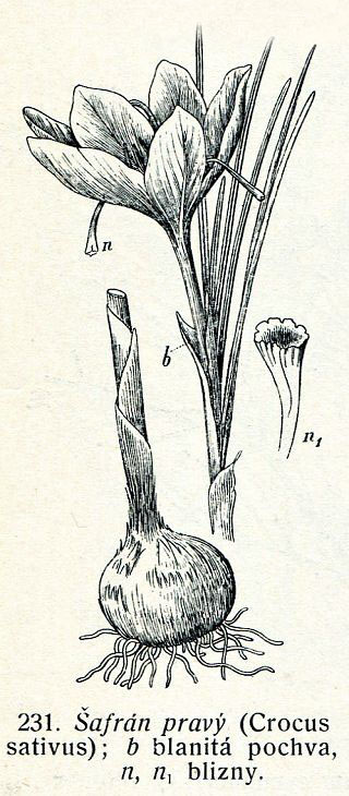 Šafrán setý - Crocus sativus