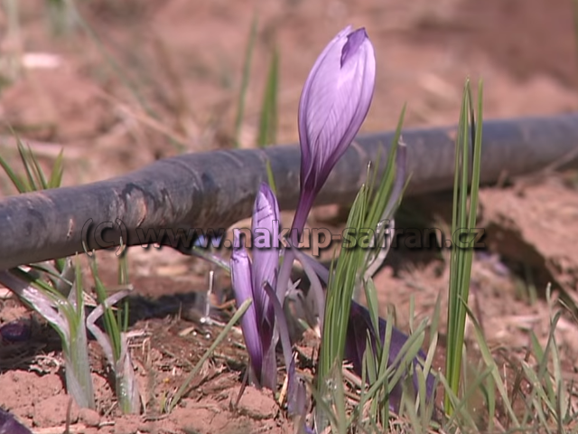 Cultivation - Crocus sativus