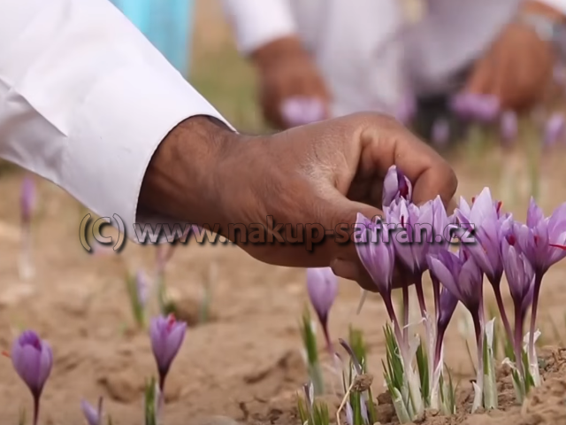 Harvest - Crocus sativus