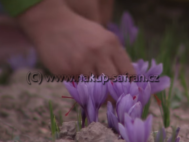 Harvest - Crocus sativus