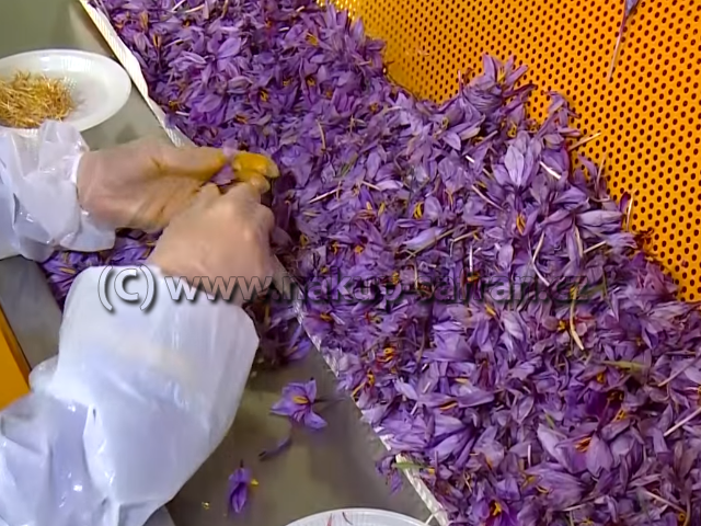 Manual sorting - Crocus sativus
