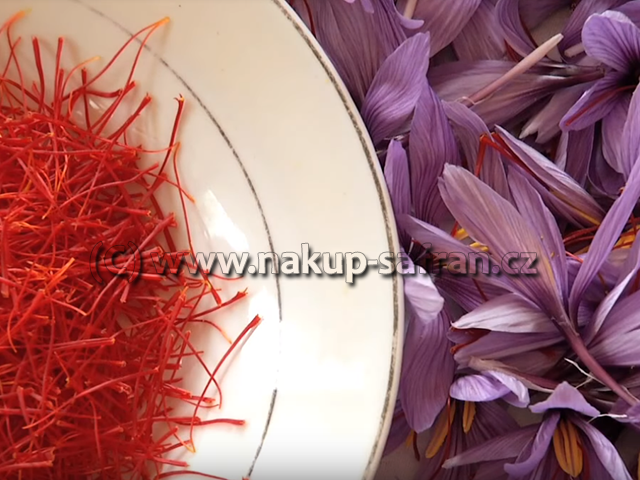Manual sorting - Crocus sativus