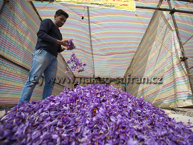 Saffron markets